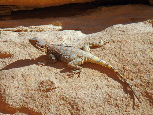 Egyptian Rock Agama