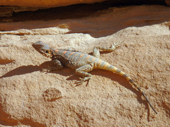 Laudakia vulgaris