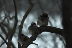Passer domesticus