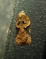 Acleris braunana