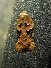 Acleris braunana