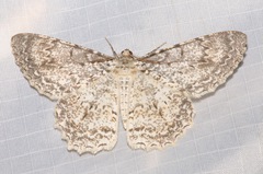 Epimecis