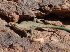 Phoenicolacerta kulzeri