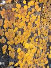 Calycina citrina