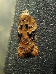 Acleris braunana