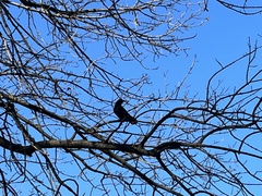 Corvus brachyrhynchos