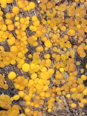 Calycina citrina