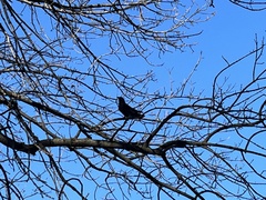 Corvus brachyrhynchos
