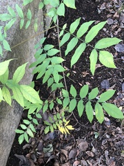 Wisteria sinensis