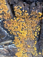 Calycina citrina