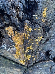 Calycina citrina
