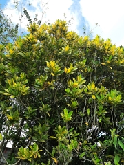 Codiaeum variegatum pictum