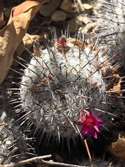 Mammillaria haageana