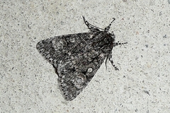 Acronicta megacephala