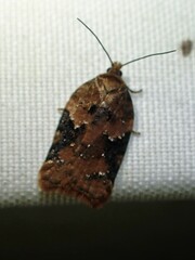 Acleris braunana