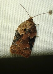 Acleris braunana