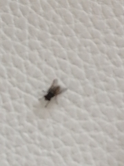 Musca domestica