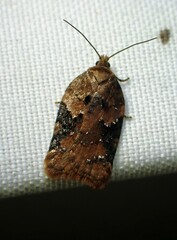 Acleris braunana