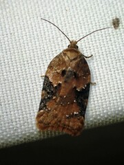 Acleris braunana
