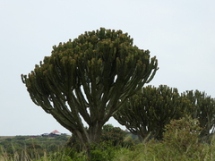 Euphorbia candelabrum
