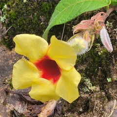 Mandevilla hirsuta