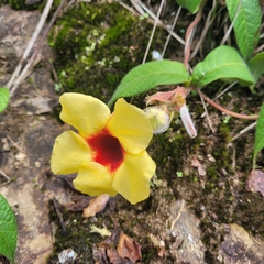Mandevilla hirsuta