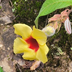 Mandevilla hirsuta