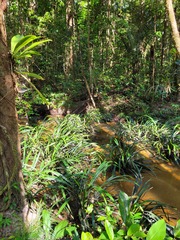 Thurnia sphaerocephala