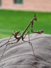 Empusa pennata