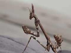 Empusa pennata