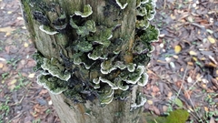 Fungi