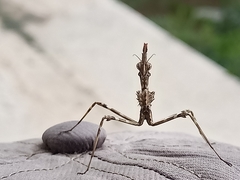 Empusa pennata