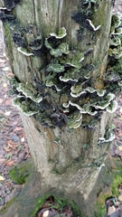 Fungi