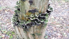 Fungi