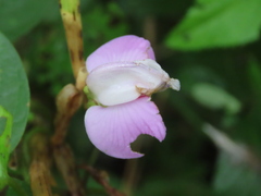 Centrosema pubescens