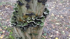 Fungi