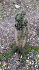 Fungi