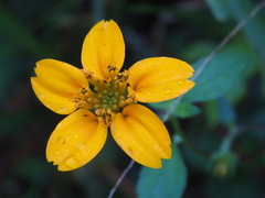 Sclerocarpus uniserialis