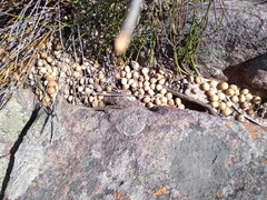 Pronolagus saundersiae