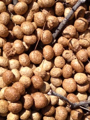 Pronolagus saundersiae