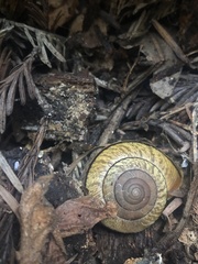Helminthoglypta