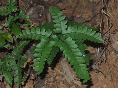 Adiantum flabellulatum