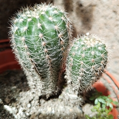 Trichocereeae