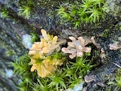 Sphaerobolus stellatus