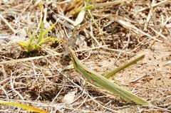 Acrida conica