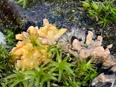 Sphaerobolus stellatus