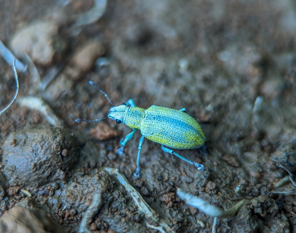 Litostylodes chlorostomus