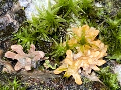 Sphaerobolus stellatus