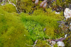 Ptychostomum imbricatulum