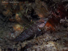 Malacoctenus macropus